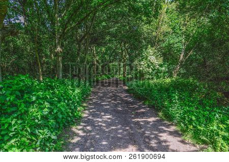 Landscape Shot Of Summer Forest Path With Appled Sunshine And Nettles At Each Side Of The Track.