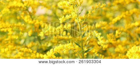 Rays Of The Setting Sun On Yellow Flowers- Meadow Flowers