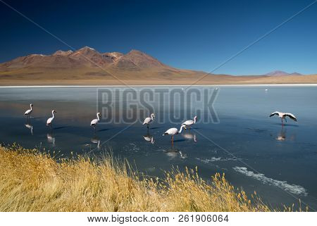 View Of Laguna De Canapa With Flamingo, Bolivia - Altiplano
