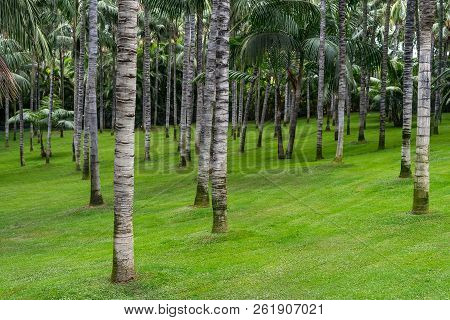 Palm Tree Trunks Washingtonia Robusta (mexican Fan Palm Or Mexican Washingtonia). Background.