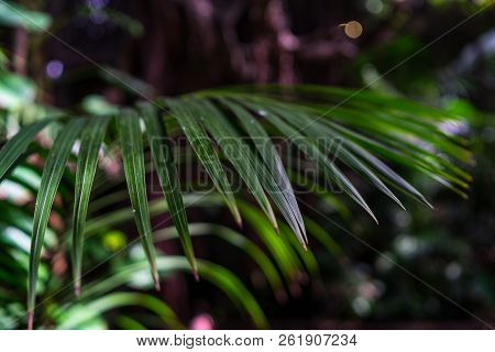 Leaves Of Palm Tree Washingtonia Robusta (mexican Fan Palm Or Mexican Washingtonia), Close-up.