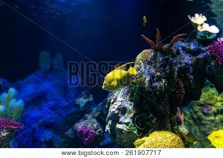 Tropical Fish Queen Angelfish (holacanthus Ciliaris) Living In The Waters Of The Atlantic Ocean.