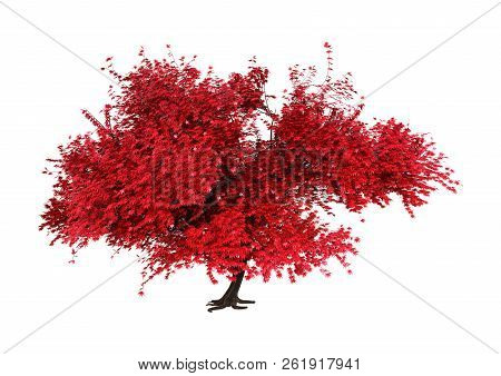3d Rendering Of A Red Momiji Tree Isolated On White Background