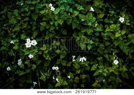 Flowers And Plants Wall With Painting Look Style Background