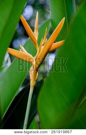 Yellow Heliconia Flower In Green Leaf Garden