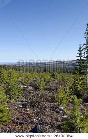 Wzrost nowych lasów ziemie odzyskiwanie wcześniej zarejestrowane łąka; Chilcotin, BC, Kanada