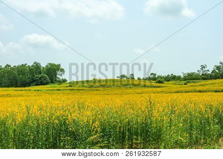 Sunhemp In The Valley, Beautiful Yellow Flower In Field And Cloud