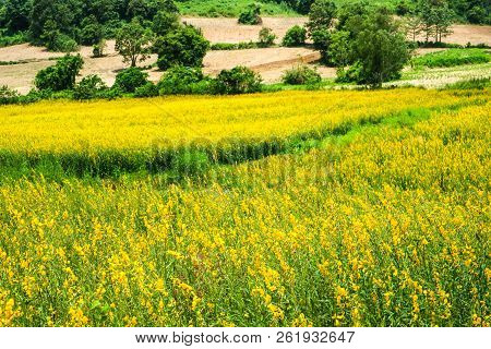 Sunhemp In The Valley, Beautiful Yellow Flower In Field