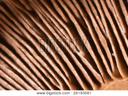 A mushroom's gills, macro