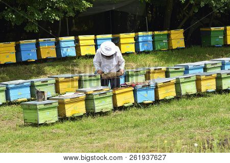 Beekeeper Take Honeycomb Frame Out From Beehive