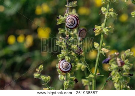 Snails Are Hiding From The Heat In The Foliage Of Plants