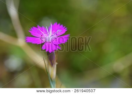 Pink Carnation (dianthus Carthusianorum) Flowers. Close Up