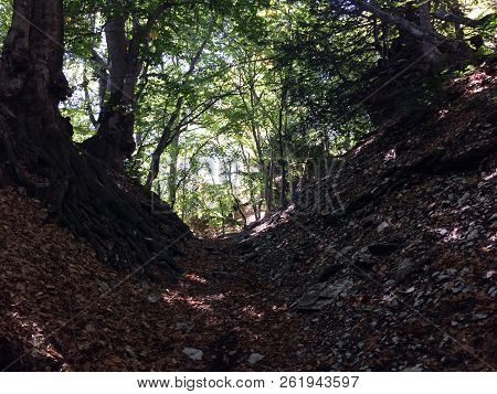 Nature In The Mountains On The Southern Coast Of Crimea. Botkin, Tarakhtashskaya, Miskhorskaya Trail