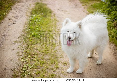 White Fluffy Cute Samoyed Tongue Dog In The Park Path , Dog Grooming.samoyed Dog Walks On The Grass.