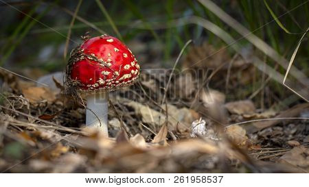 Amanita Muscaria Fly Agaric Red Mushrooms With White Spots In Grass