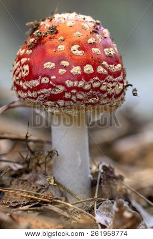 Amanita Muscaria Fly Agaric Red Mushrooms With White Spots In Grass
