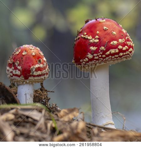 Amanita Muscaria Fly Agaric Red Mushrooms With White Spots In Grass