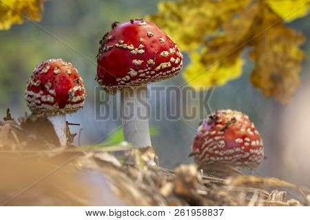 Amanita Muscaria Fly Agaric Red Mushrooms With White Spots In Grass