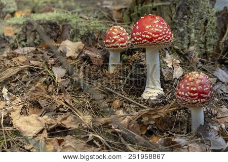 Amanita Muscaria Fly Agaric Red Mushrooms With White Spots In Grass