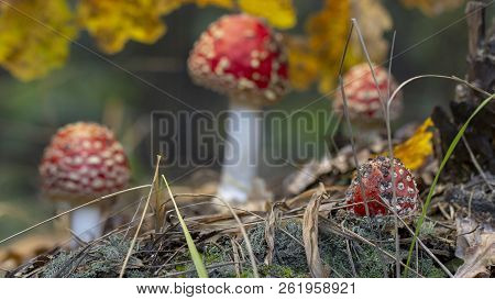 Amanita Muscaria Fly Agaric Red Mushrooms With White Spots In Grass