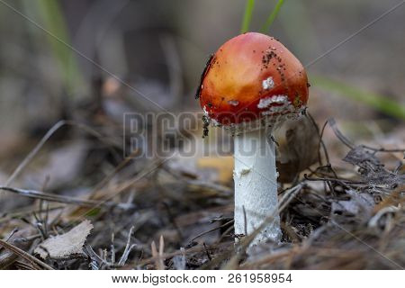 Amanita Muscaria Fly Agaric Red Mushrooms With White Spots In Grass