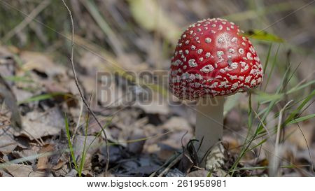 Amanita Muscaria Fly Agaric Red Mushrooms With White Spots In Grass