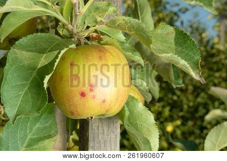 Disease Of Leaves And Vines Of Apples Close-up Of Damage To Rot And Parasites. The Concept Of Protec