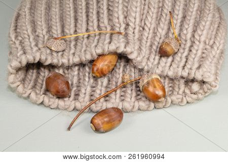 Acorns And Cupules On A Beanie After Harvesting In A Forest During Autumn