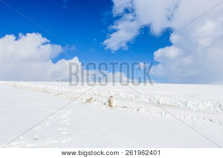 Langjokull Glacier In Iceland