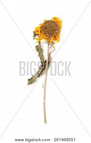 Herbarium Sunflower With Dry Pressed Plants On White