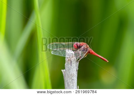 Roadside Dragonfly (sympetrum Flaveolum) Is A Common Species.