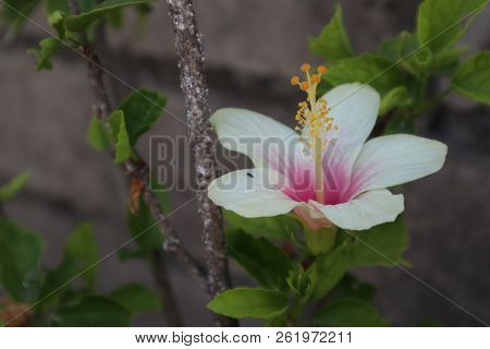 Hibiscus Flowers Bloom, Grow In Botanical Gardens