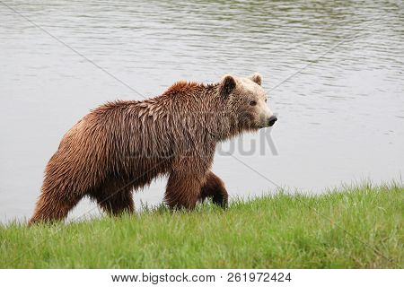 Portraitr Of A Young Brown Bear In The Nature