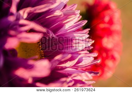Mulltilobe Chrysanthemums Blooming In The Fall In A Park.