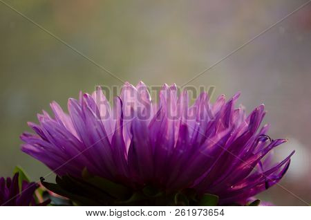 Mulltilobe Chrysanthemums Blooming In The Fall In A Park.