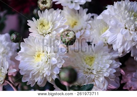 Mulltilobe White Chrysanthemums Blooming In The Fall.