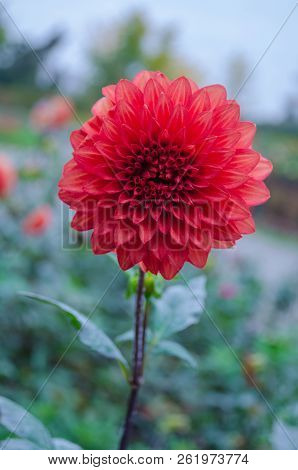 Mulltilobe Gerbera Blooming In The Fall In A Park.