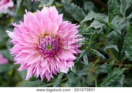 Mulltilobe Pink Gerbera Blooming In The Fall In A Park.