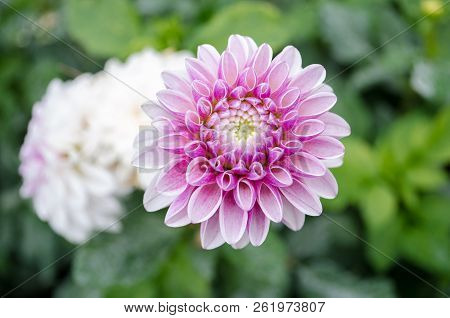 Mulltilobe Pink Gerbera Blooming In The Fall In A Park.