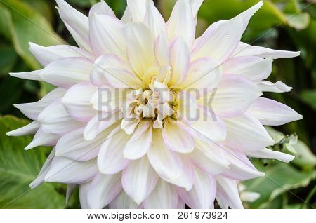 Mulltilobe White Gerbera Blooming In The Fall In A Park.
