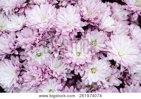 Mulltilobe Pink Chrysanthemums Blooming In The Fall In A Park.
