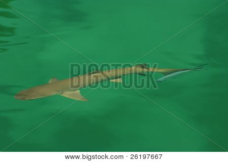 Um tubarão blacktip jovem em Seychelles