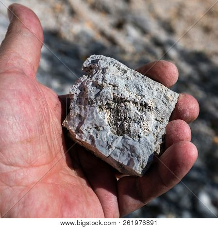 The Fossil Of An Ancient Sea Found In The Floodplain Of Sponichi. Iskitim District, Novosibirsk Regi