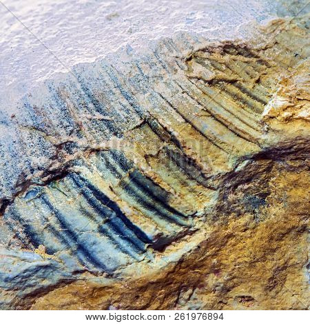 The Fossil Of An Ancient Sea Found In The Floodplain Of Sponichi. Iskitim District, Novosibirsk Regi