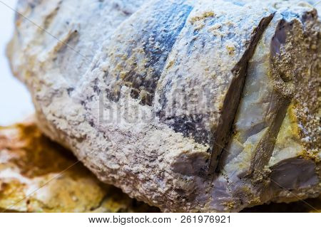 The Fossil Of An Ancient Sea Found In The Floodplain Of Sponichi. Iskitim District, Novosibirsk Regi