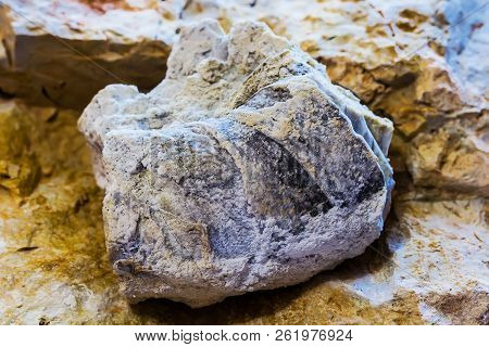 The Fossil Of An Ancient Sea Found In The Floodplain Of Sponichi. Iskitim District, Novosibirsk Regi