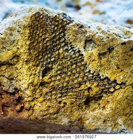 The Fossil Of An Ancient Sea Found In The Floodplain Of Sponichi. Iskitim District, Novosibirsk Regi