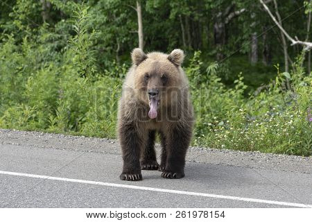 Hungry Kamchatka Brown Bear Put His Tongue Out Of His Mouth, Stands On Asphalt Road. Eurasia, Russia