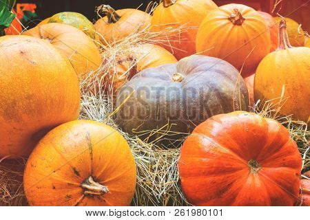 Orange And Green Pumpkins. Agricultural Products On The Hay