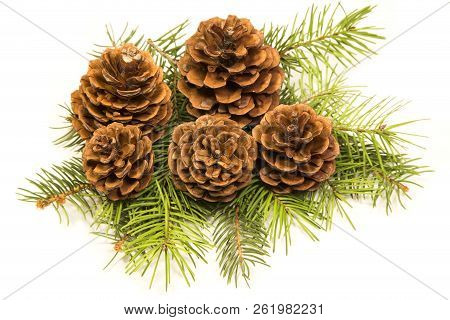 Pine Cones Isolated On A White Background